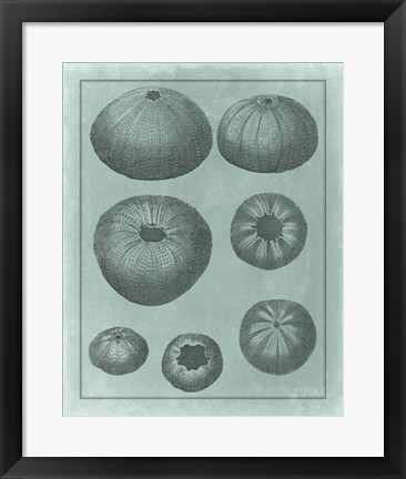 Framed Spa Shell Collection V Print