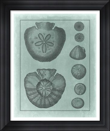 Framed Spa Shell Collection VI Print
