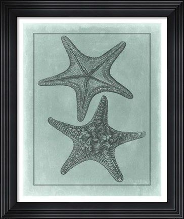Framed Spa Shell Collection VII Print