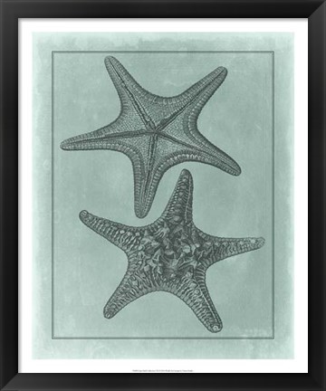 Framed Spa Shell Collection VII Print