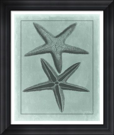 Framed Spa Shell Collection VIII Print