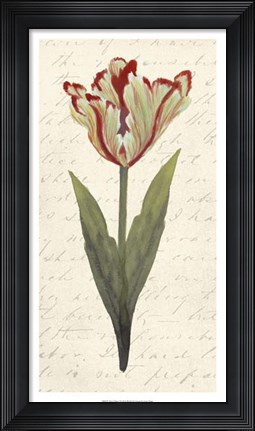 Framed Twin Tulips I Print