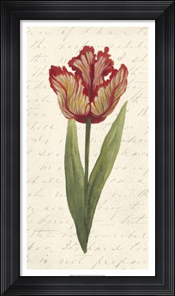 Framed Twin Tulips II Print