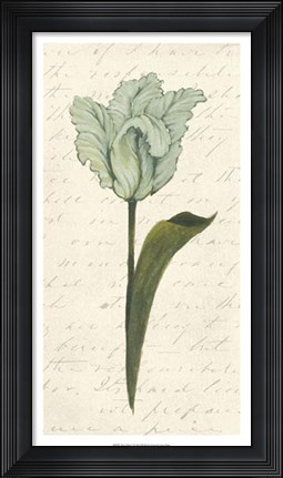 Framed Twin Tulips V Print