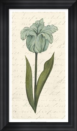 Framed Twin Tulips VI Print