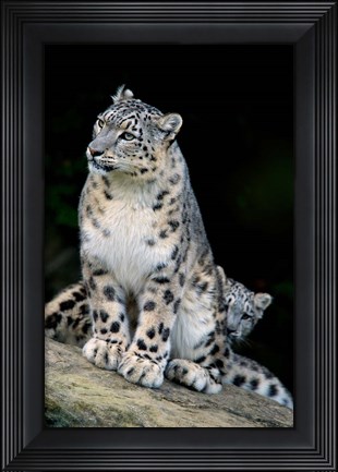 Framed Snow Leopard, Uncia uncia, Panthera uncia, Asia Print