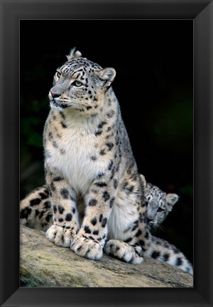 Framed Snow Leopard, Uncia uncia, Panthera uncia, Asia Print