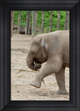 Framed Baby elephant with bamboo in trunk, Malaysia Print