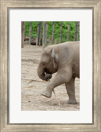 Framed Baby elephant with bamboo in trunk, Malaysia Print
