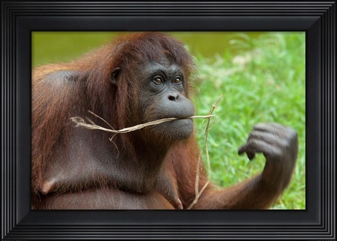 Framed Bornean Orangutan, adult female, Borneo Print