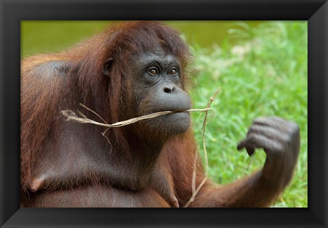 Framed Bornean Orangutan, adult female, Borneo Print