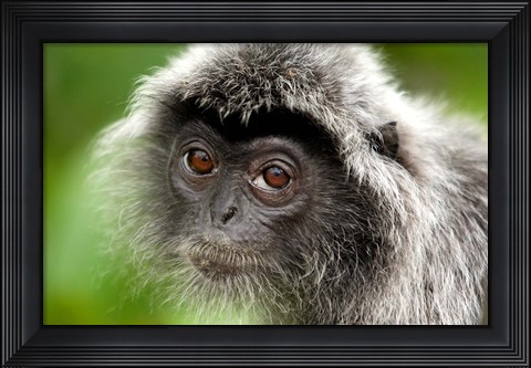Framed Silver Leaf Monkey, Borneo, Malaysia Print