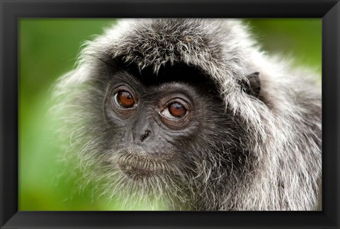 Framed Silver Leaf Monkey, Borneo, Malaysia Print