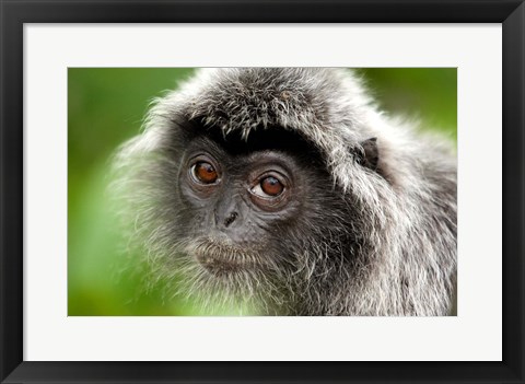 Framed Silver Leaf Monkey, Borneo, Malaysia Print