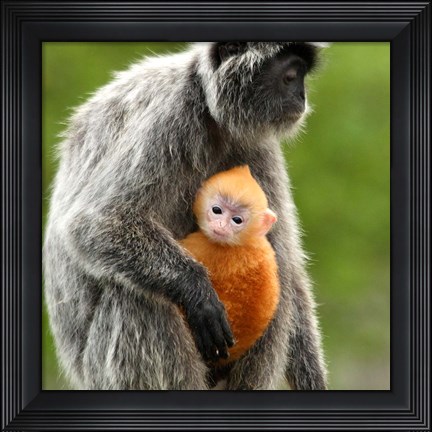 Framed Silver Leaf Monkey and offspring, Borneo, Malaysia Print
