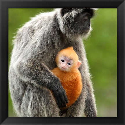 Framed Silver Leaf Monkey and offspring, Borneo, Malaysia Print