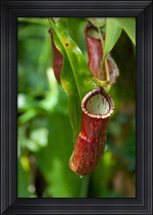 Framed Old World carnivorous pitcher plant hanging from tendril, Penang, Malaysia Print