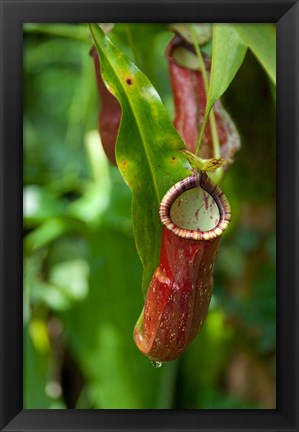 Framed Old World carnivorous pitcher plant hanging from tendril, Penang, Malaysia Print