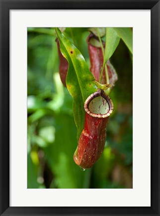 Framed Old World carnivorous pitcher plant hanging from tendril, Penang, Malaysia Print