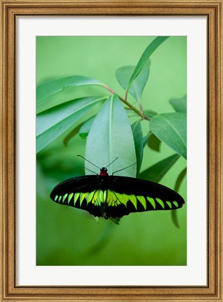 Framed Rajah Brooke&#39;s Birdwing, Malaysia&#39;s national butterfly Print