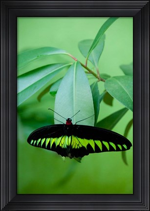 Framed Rajah Brooke&#39;s Birdwing, Malaysia&#39;s national butterfly Print