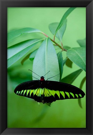 Framed Rajah Brooke&#39;s Birdwing, Malaysia&#39;s national butterfly Print