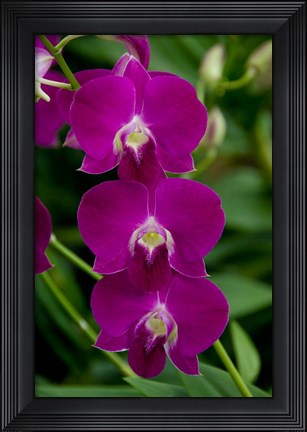 Framed Singapore. National Orchid Garden - Pink Orchids Print