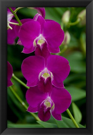 Framed Singapore. National Orchid Garden - Pink Orchids Print