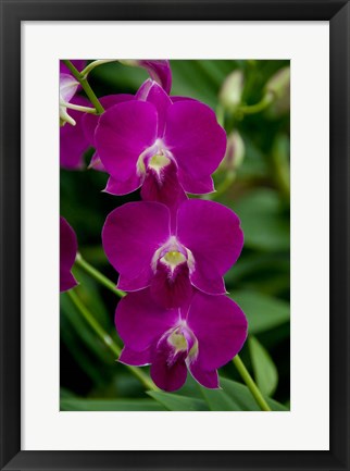 Framed Singapore. National Orchid Garden - Pink Orchids Print