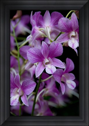 Framed Singapore. National Orchid Garden - Purple/White Orchids Print