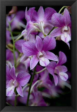 Framed Singapore. National Orchid Garden - Purple/White Orchids Print