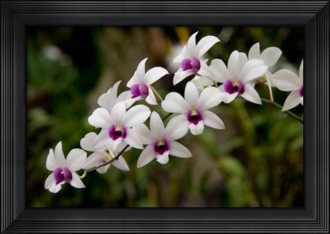 Framed Singapore. National Orchid Garden - White Orchids Print