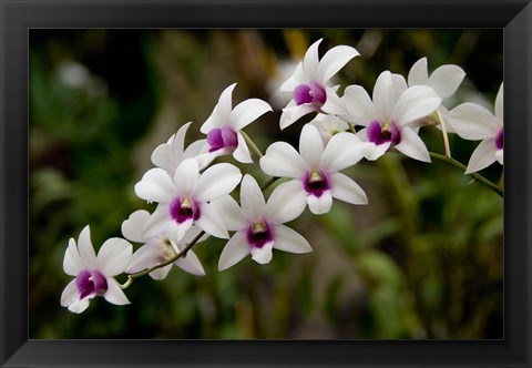 Framed Singapore. National Orchid Garden - White Orchids Print