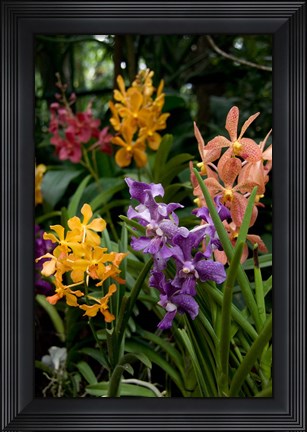 Framed Singapore. National Orchid Garden - Multi colored Orchids Print