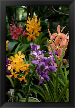 Framed Singapore. National Orchid Garden - Multi colored Orchids Print