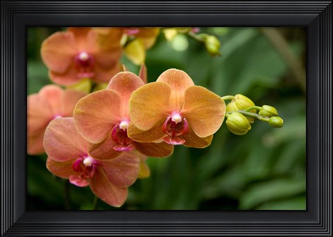 Framed Singapore. National Orchid Garden - Peach Orchids Print