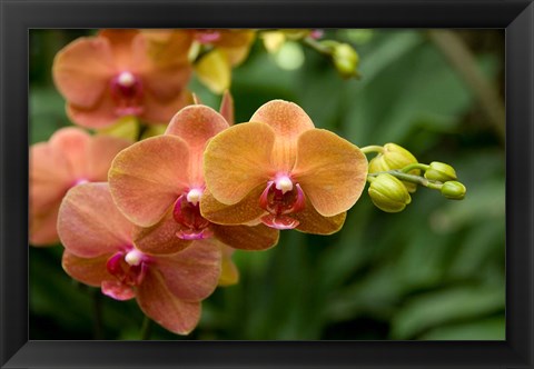 Framed Singapore. National Orchid Garden - Peach Orchids Print