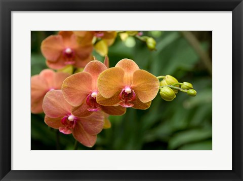 Framed Singapore. National Orchid Garden - Peach Orchids Print