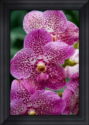Framed Singapore. National Orchid Garden - spotted Orchids Print