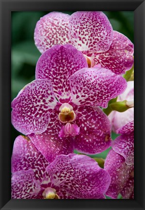 Framed Singapore. National Orchid Garden - spotted Orchids Print