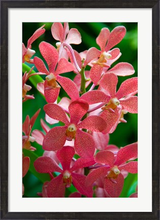 Framed Singapore. National Orchid Garden - salmon colored Orchids Print