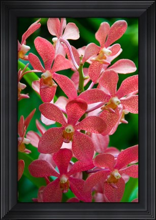 Framed Singapore. National Orchid Garden - salmon colored Orchids Print