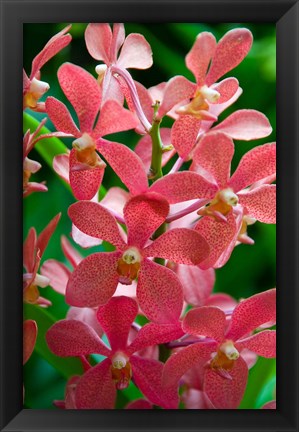 Framed Singapore. National Orchid Garden - salmon colored Orchids Print