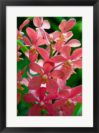 Framed Singapore. National Orchid Garden - salmon colored Orchids Print