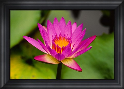 Framed Single magenta water lily at the Orchid Garden at Lake Gardens Park in Kuala Lumpur Malaysia Print