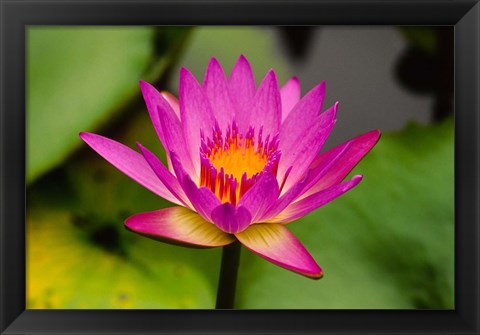 Framed Single magenta water lily at the Orchid Garden at Lake Gardens Park in Kuala Lumpur Malaysia Print