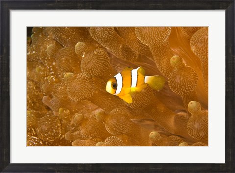 Framed Clark&#39;s Anemonefish, Puerto Gallera, Philippines Print