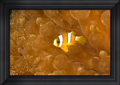 Framed Clark&#39;s Anemonefish, Puerto Gallera, Philippines Print