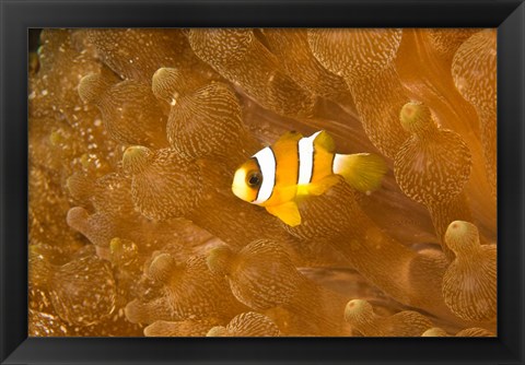 Framed Clark&#39;s Anemonefish, Puerto Gallera, Philippines Print