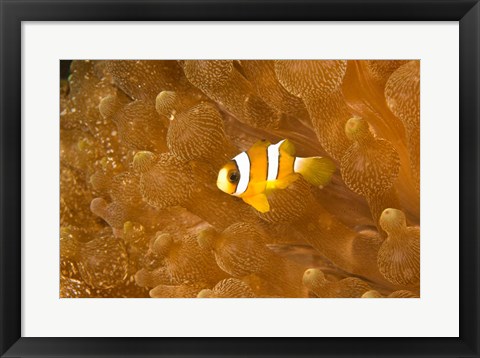 Framed Clark&#39;s Anemonefish, Puerto Gallera, Philippines Print